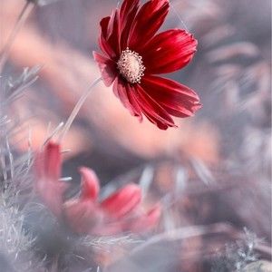 Meet your Posher, Kelley